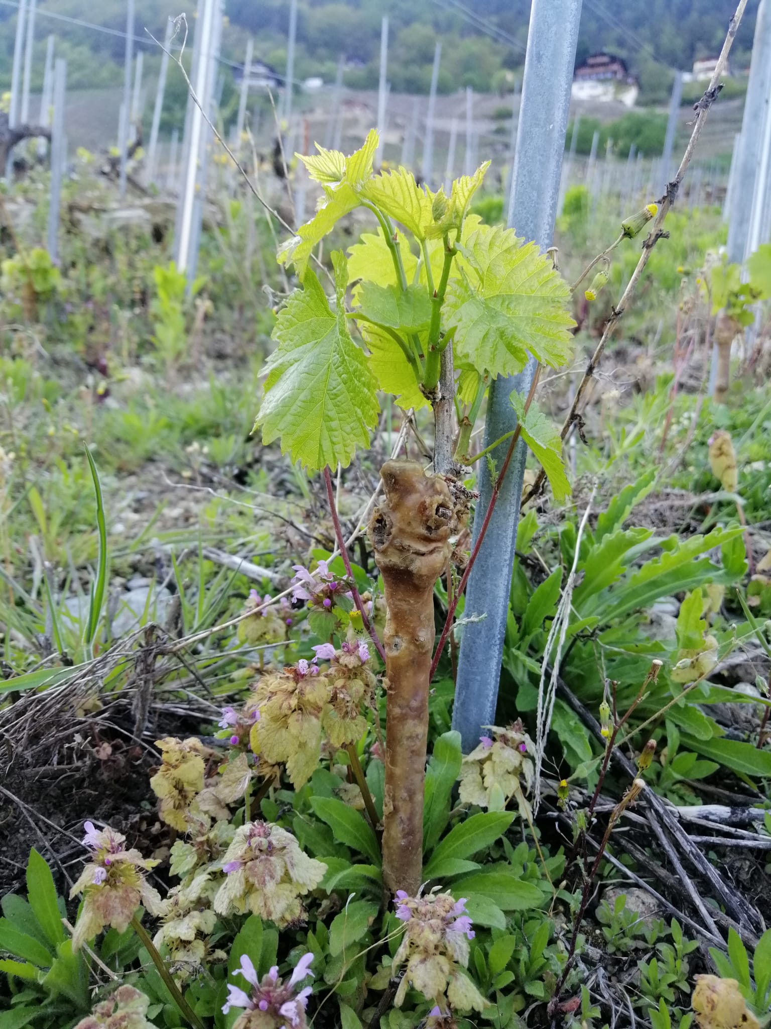 Jeune vigne