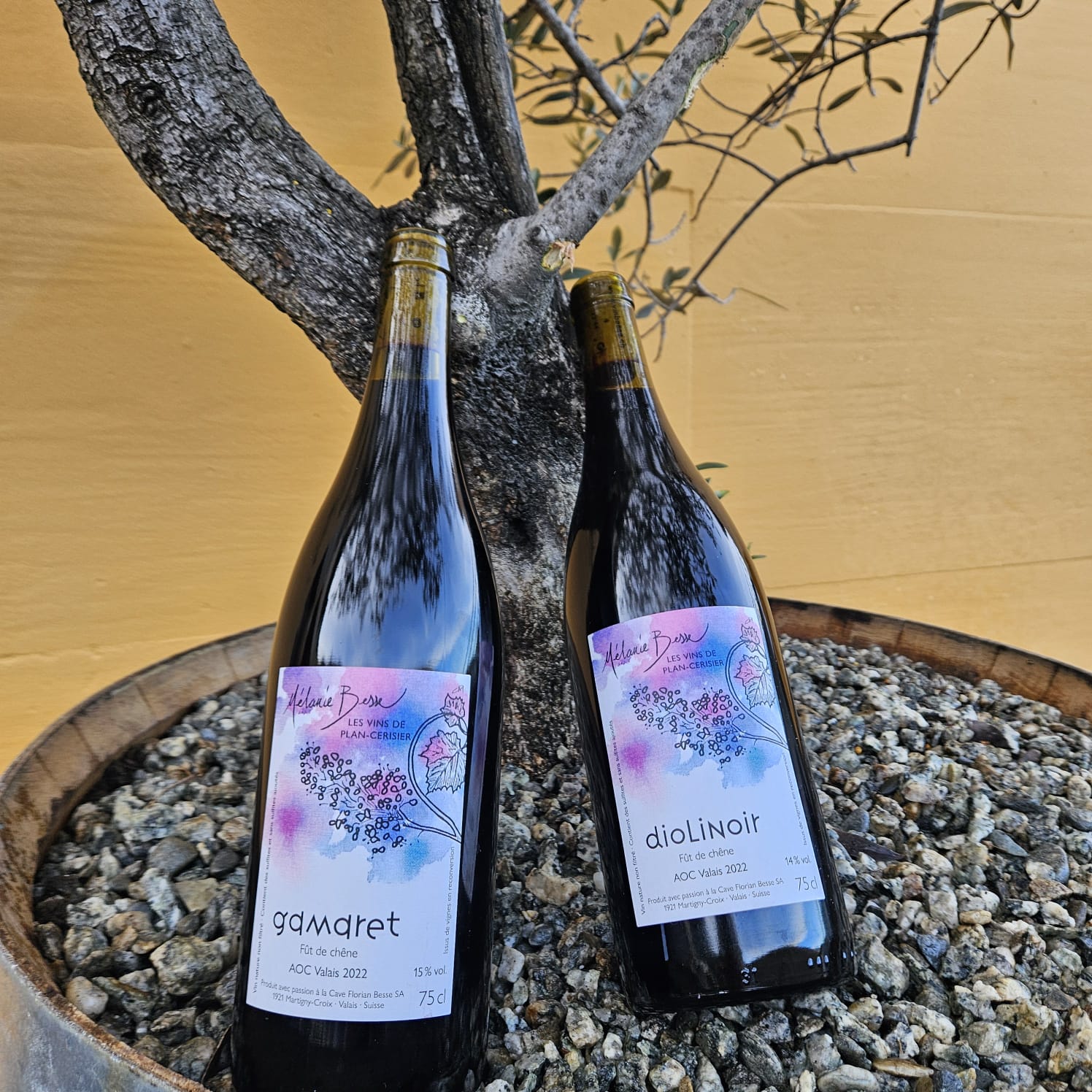 2024.03.14_vins natures Gamaret Diolinoir fût de chêne 2022
